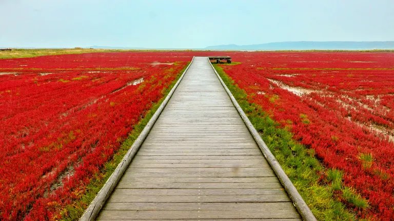 🏞️ 우바라나이 산호초 군락지(우바라나이 산고소 군라쿠치) 이미지 5